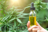 Is Zenco Best for Cannabis Newbies or True Connoisseurs?